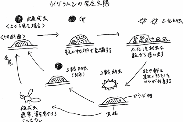 造園豆知識 花言葉 はなことば 東京都世田谷区 植木屋さんの笹原園